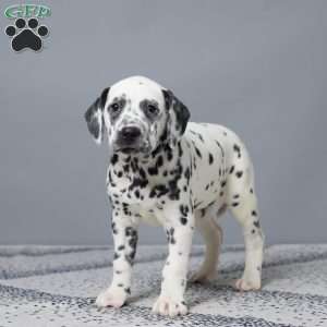 Linsay, Dalmatian Puppy